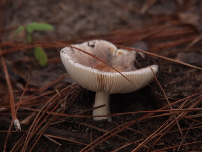 [A side view of a mostly white mushroom with its cap inverted in a bowl shape. The underside of the cap has many ridges emanating from the stem to the edges of the cap.]
